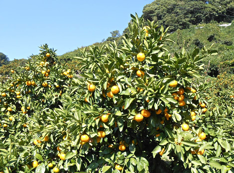 松山市ホームページ・パソコン相談、ソフトウェア開発 ひめWEB